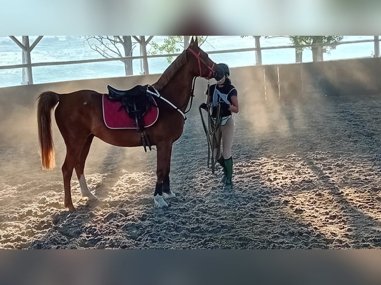 Pura Raza Árabe Caballo castrado 11 años 150 cm Alazán-tostado in Sibiu