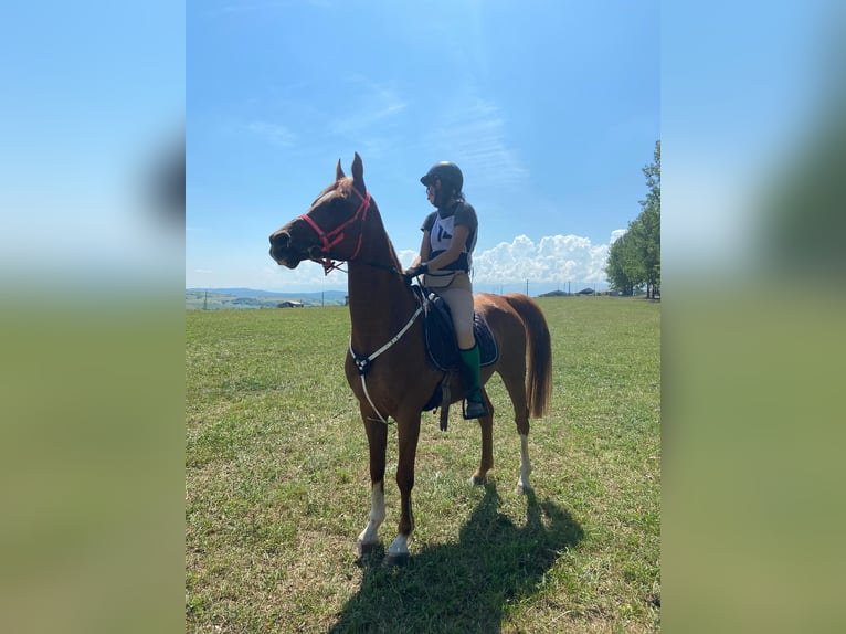 Pura Raza Árabe Caballo castrado 11 años 150 cm Alazán-tostado in Sibiu