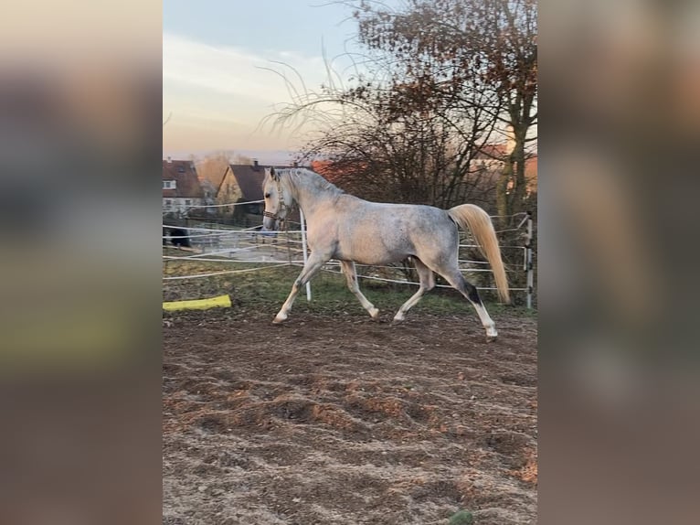 Pura Raza Árabe Caballo castrado 11 años 150 cm Tordo in Sugenheim