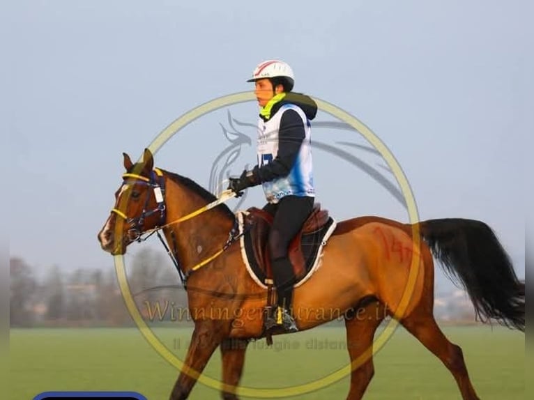 Pura Raza Árabe Caballo castrado 11 años 151 cm Castaño in San Pier d'isonzo