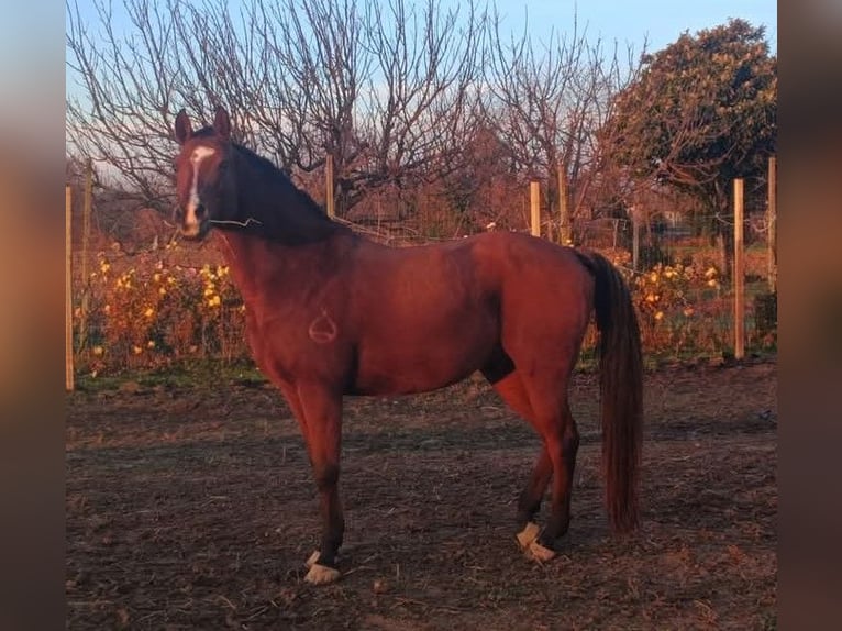 Pura Raza Árabe Caballo castrado 11 años 151 cm Castaño in San Pier d'isonzo