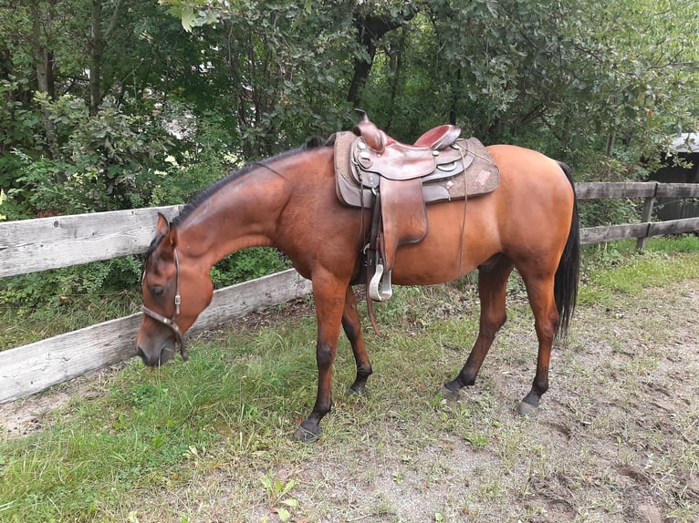 Pura Raza Árabe Caballo castrado 11 años 155 cm Castaño in Völs am Schlern