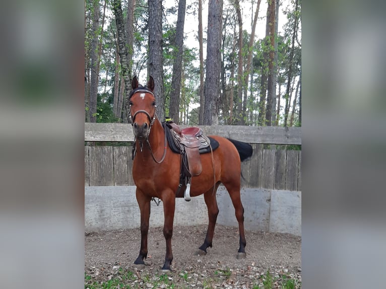 Pura Raza Árabe Caballo castrado 11 años 155 cm Castaño in Völs am Schlern