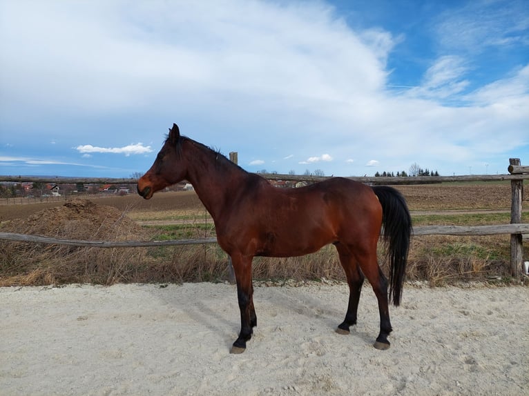 Pura Raza Árabe Caballo castrado 11 años 160 cm Castaño in Wiener Neustadt