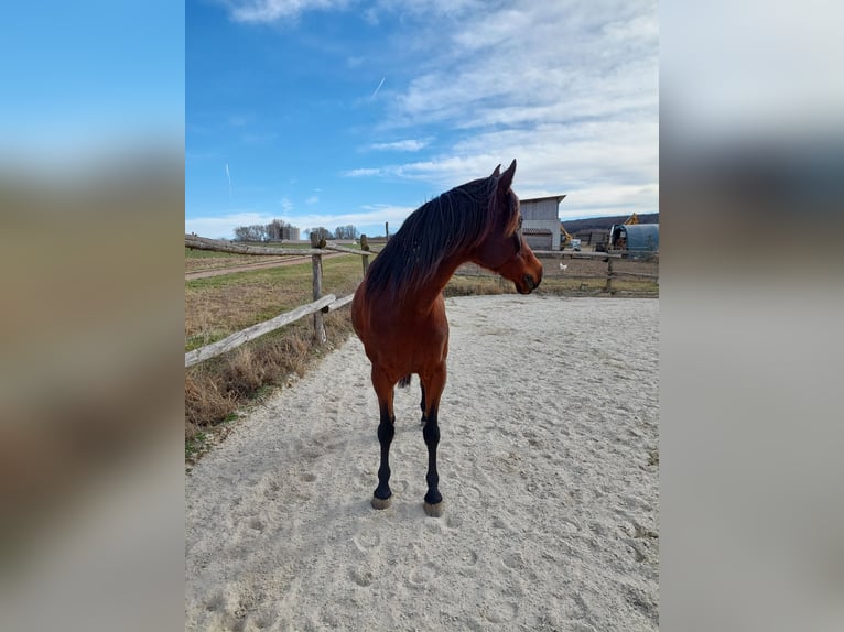 Pura Raza Árabe Caballo castrado 11 años 160 cm Castaño in Wiener Neustadt