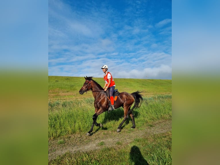 Pura Raza Árabe Caballo castrado 11 años 160 cm Castaño in Wiener Neustadt