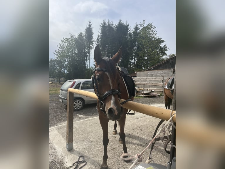 Pura Raza Árabe Caballo castrado 11 años 165 cm Castaño in Antiesen