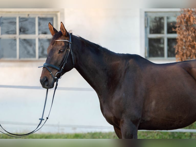 Pura Raza Árabe Caballo castrado 11 años Castaño in Erlangen