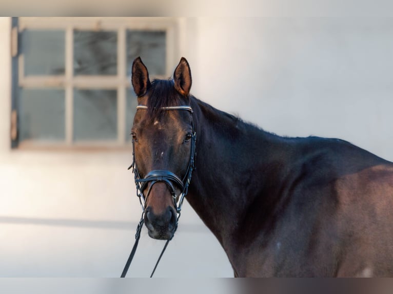 Pura Raza Árabe Caballo castrado 11 años Castaño in Erlangen