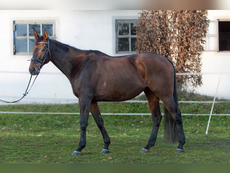 Pura Raza Árabe Caballo castrado 11 años Castaño in Erlangen