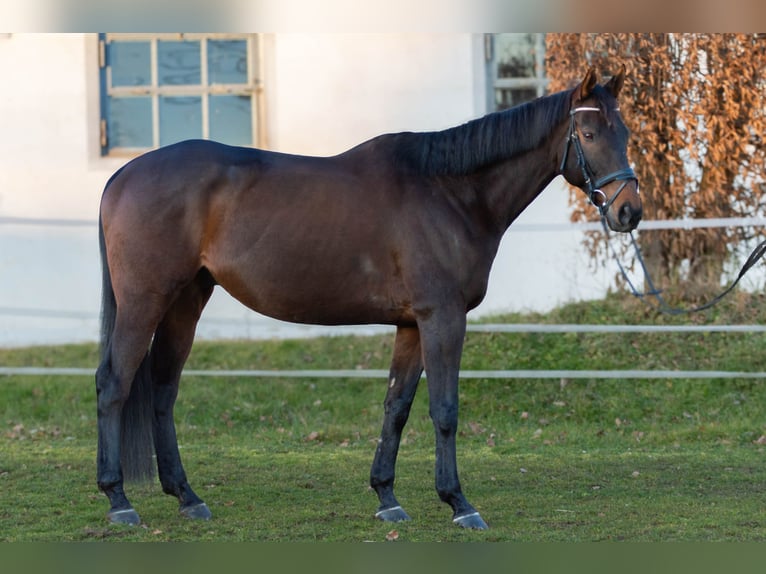 Pura Raza Árabe Caballo castrado 11 años Castaño in Erlangen