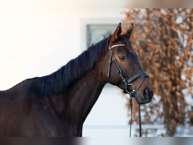 Pura Raza Árabe Caballo castrado 11 años Castaño in Erlangen