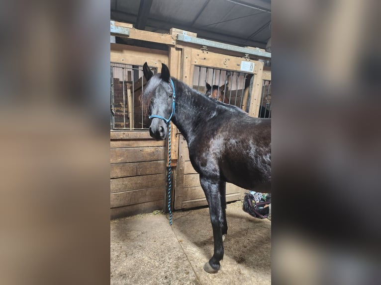 Pura Raza Árabe Caballo castrado 12 años 152 cm Negro in Excelsior Springs