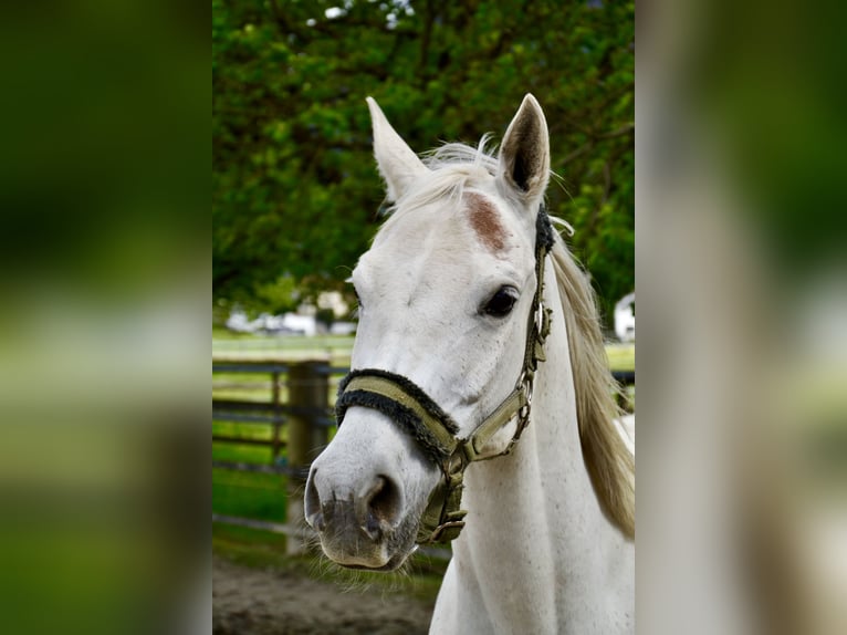 Pura Raza Árabe Caballo castrado 12 años 152 cm Tordo in Reutte