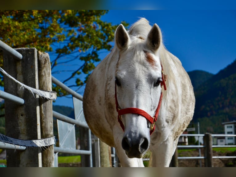 Pura Raza Árabe Caballo castrado 12 años 152 cm Tordo in Reutte