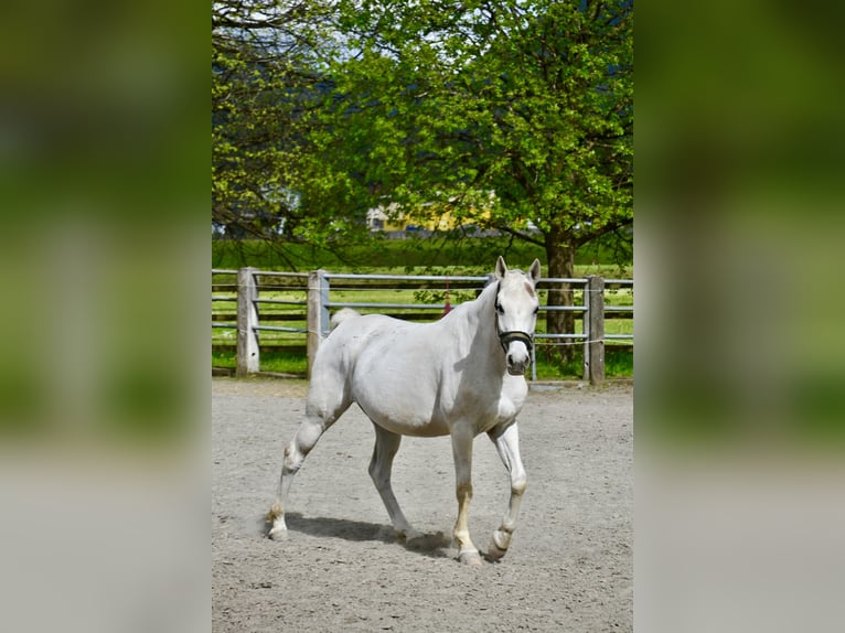 Pura Raza Árabe Caballo castrado 12 años 152 cm Tordo in Reutte