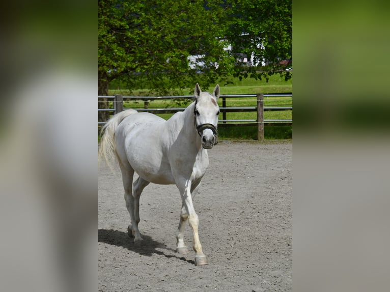 Pura Raza Árabe Caballo castrado 12 años 152 cm Tordo in Reutte