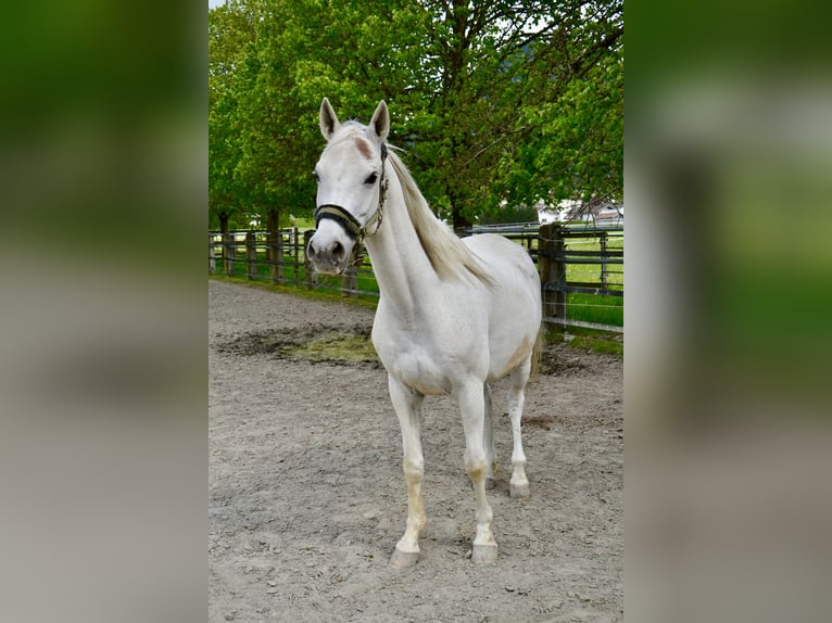 Pura Raza Árabe Caballo castrado 12 años 152 cm Tordo in Reutte