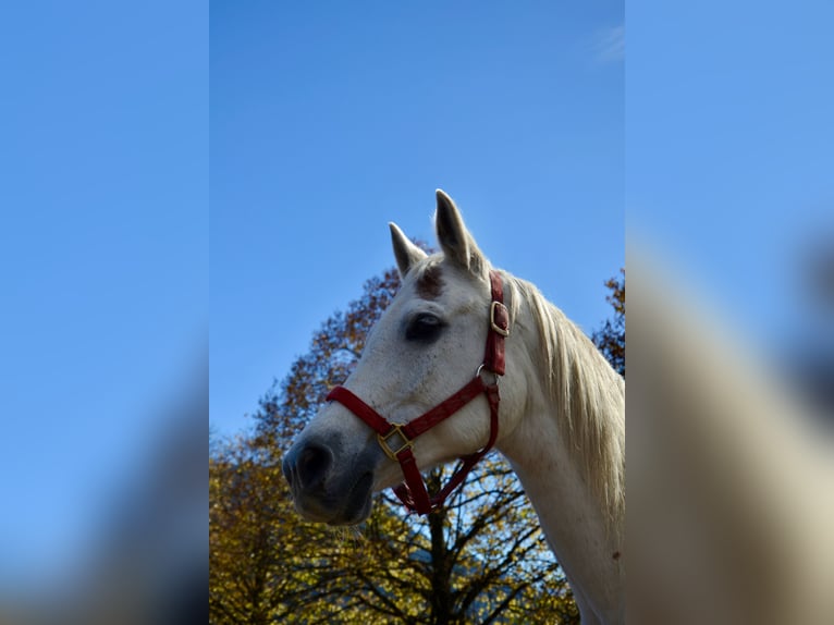 Pura Raza Árabe Caballo castrado 12 años 152 cm Tordo in Reutte