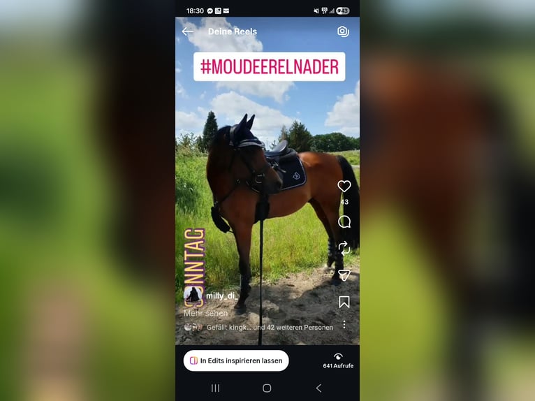 Pura Raza Árabe Caballo castrado 12 años 153 cm Castaño in Lünen