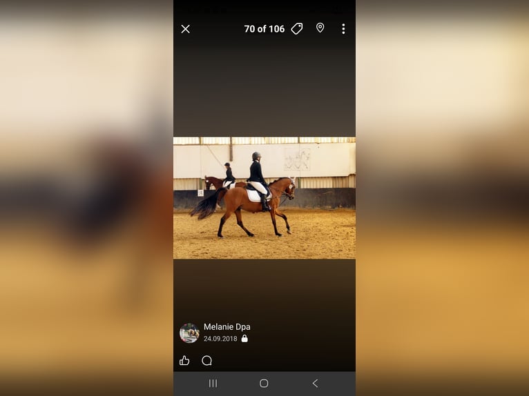 Pura Raza Árabe Caballo castrado 12 años 153 cm Castaño in Lünen