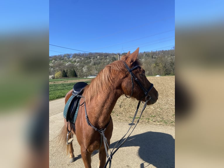 Pura Raza Árabe Caballo castrado 12 años 154 cm Alazán in Kirchheim unter Teck