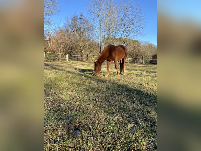 Pura Raza Árabe Caballo castrado 12 años 154 cm Alazán in Kirchheim unter Teck