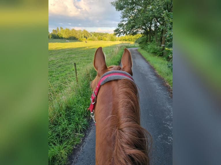 Pura Raza Árabe Caballo castrado 12 años 155 cm Alazán in Koningshooikt