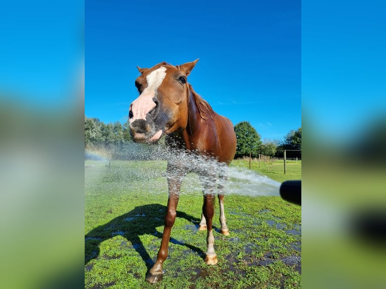 Pura Raza Árabe Caballo castrado 12 años 155 cm Alazán in Koningshooikt