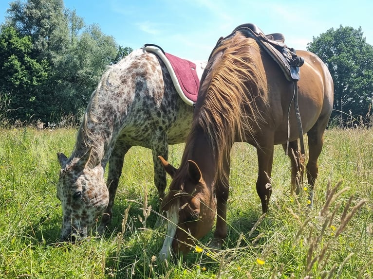 Pura Raza Árabe Caballo castrado 12 años 155 cm Alazán in Koningshooikt