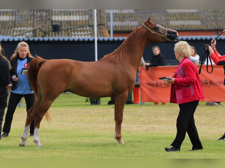 Pura Raza Árabe Caballo castrado 12 años 155 cm Alazán in Koningshooikt