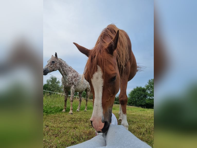 Pura Raza Árabe Caballo castrado 12 años 155 cm Alazán in Koningshooikt