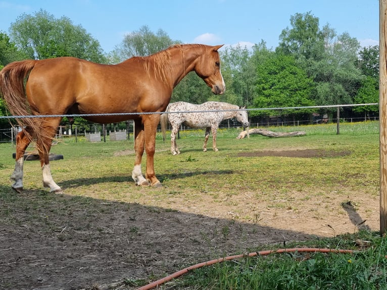 Pura Raza Árabe Caballo castrado 12 años 155 cm Alazán in Koningshooikt
