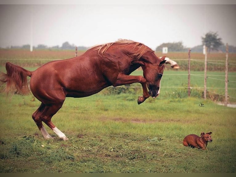 Pura Raza Árabe Caballo castrado 12 años 155 cm Alazán in Koningshooikt