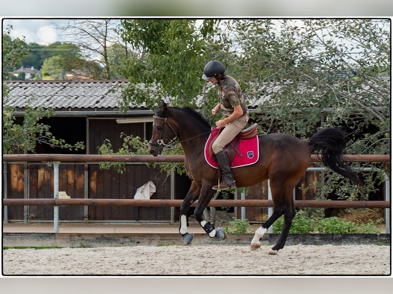 Pura Raza Árabe Caballo castrado 12 años 155 cm Morcillo in Rixheim