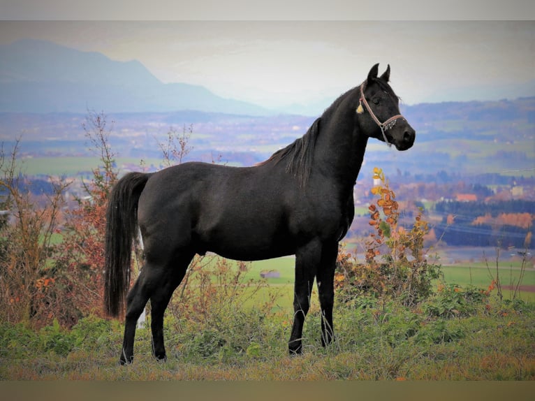 Pura Raza Árabe Caballo castrado 12 años 156 cm Negro in Dietmannsried