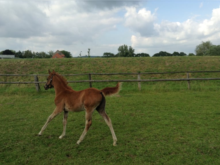 Pura Raza Árabe Caballo castrado 12 años 157 cm Alazán in Bad Salzuflen