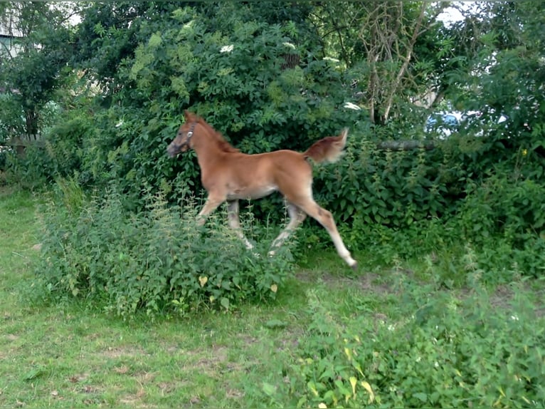 Pura Raza Árabe Caballo castrado 12 años 157 cm Alazán in Bad Salzuflen