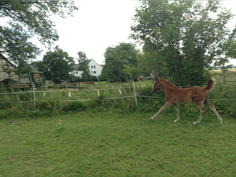 Pura Raza Árabe Caballo castrado 12 años 157 cm Alazán in Bad Salzuflen