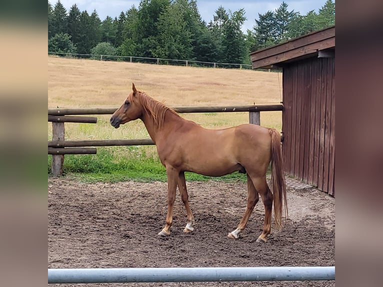 Pura Raza Árabe Caballo castrado 12 años 157 cm Alazán in Bad Salzuflen