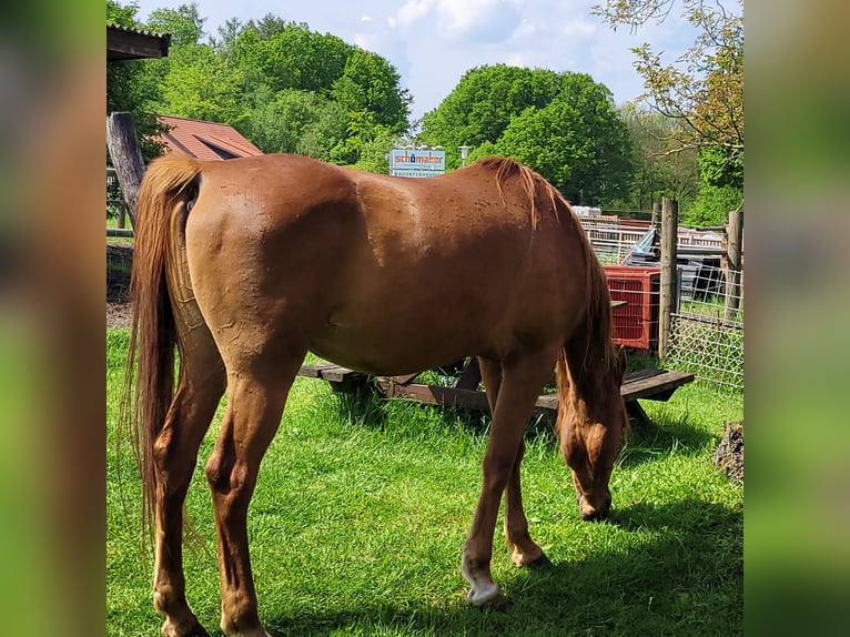 Pura Raza Árabe Caballo castrado 12 años 157 cm in Bad Salzuflen