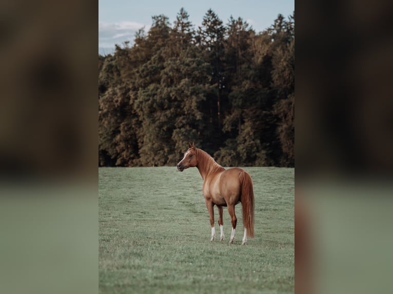 Pura Raza Árabe Caballo castrado 12 años 160 cm Alazán in Zollikofen