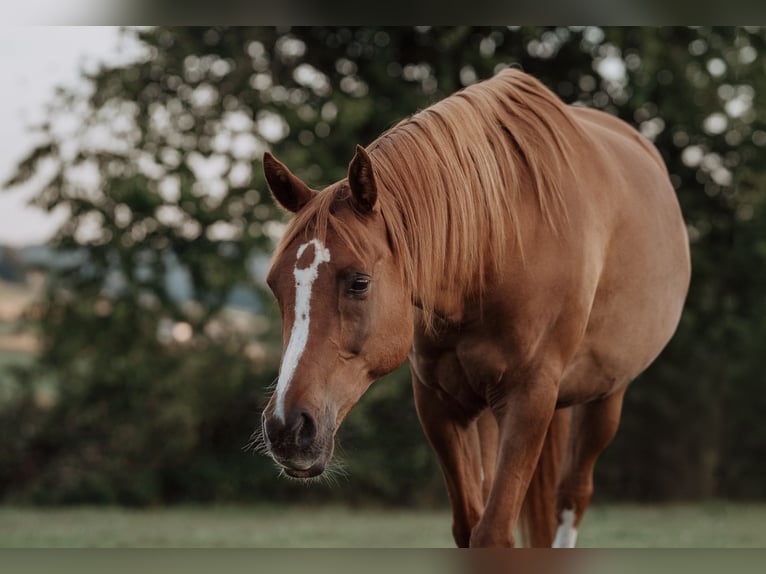 Pura Raza Árabe Caballo castrado 12 años 160 cm Alazán in Zollikofen