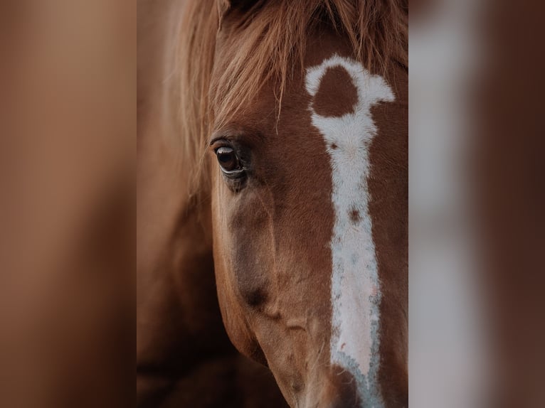 Pura Raza Árabe Caballo castrado 12 años 160 cm Alazán in Zollikofen