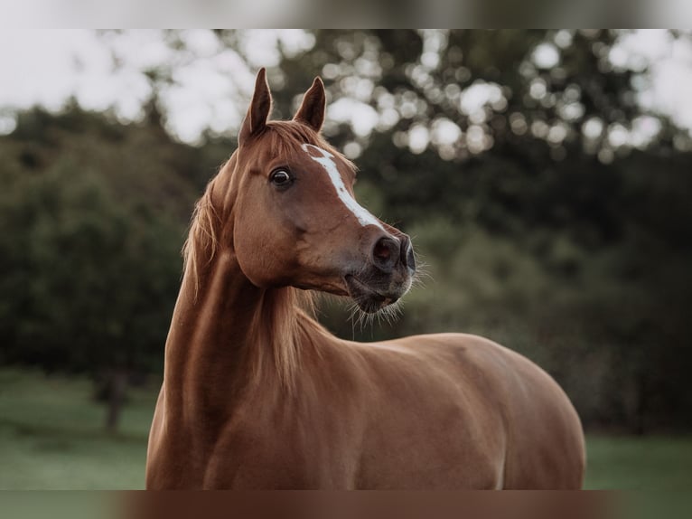 Pura Raza Árabe Caballo castrado 12 años 160 cm Alazán in Zollikofen