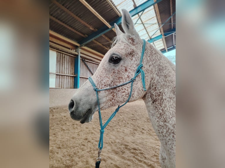 Pura Raza Árabe Caballo castrado 12 años 160 cm Tordo picazo in Pirtendorf
