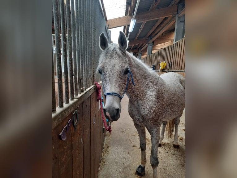 Pura Raza Árabe Caballo castrado 12 años 160 cm Tordo picazo in Pirtendorf