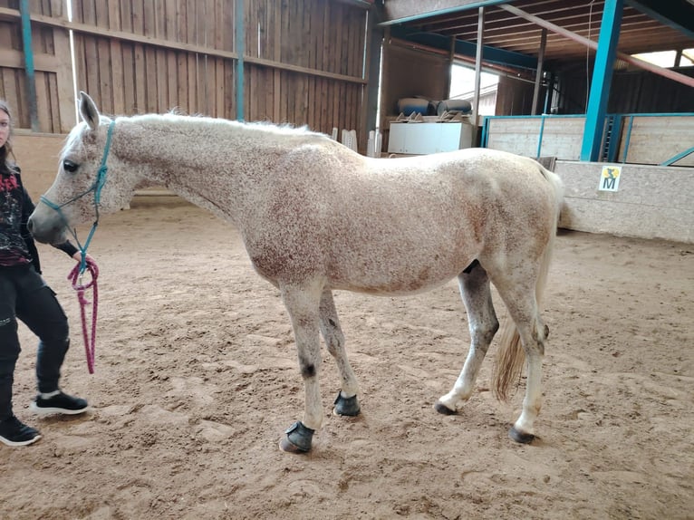Pura Raza Árabe Caballo castrado 12 años 160 cm Tordo picazo in Pirtendorf