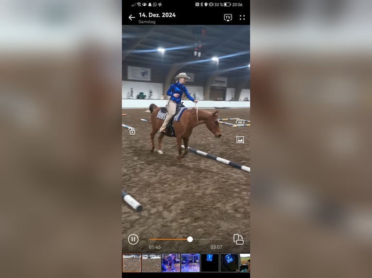 Pura Raza Árabe Caballo castrado 12 años Alazán in Westoverledingen