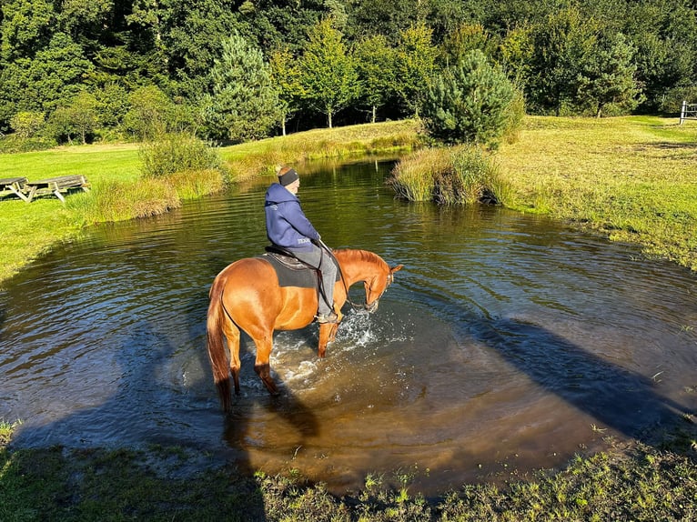Pura Raza Árabe Caballo castrado 12 años Alazán in Westoverledingen